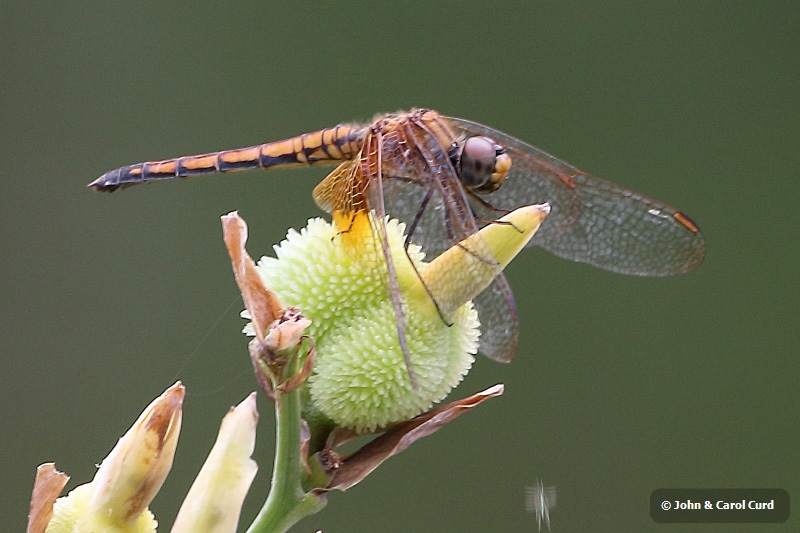 J17_3022 Trithemis aurora female.JPG